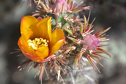 Buckhorn Cholla, McDowell Mountain Regional Park, March 20, 2015